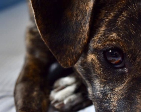 fotos solidarias mascotas