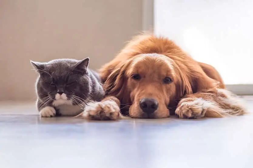 perros-gatos-almeria