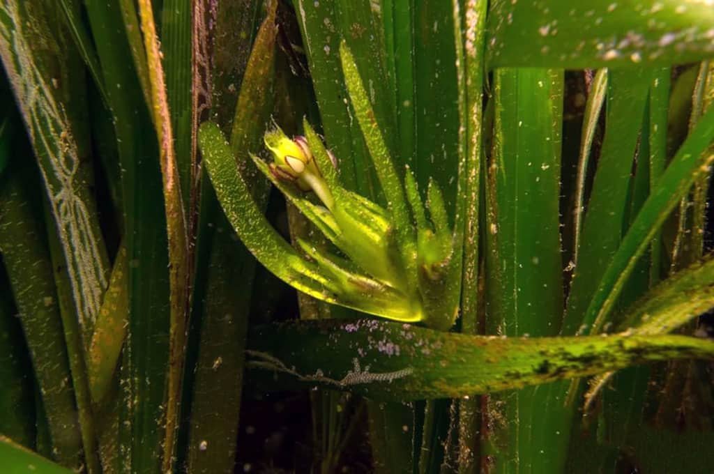 Flor de la posidonia