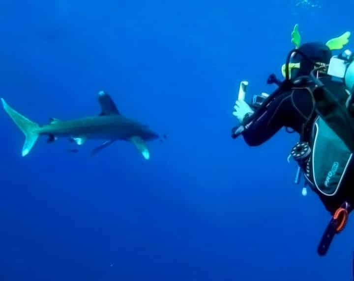 Chanquete junto a un tiburón
