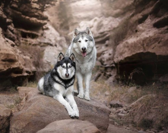 fotografía animal en Almería