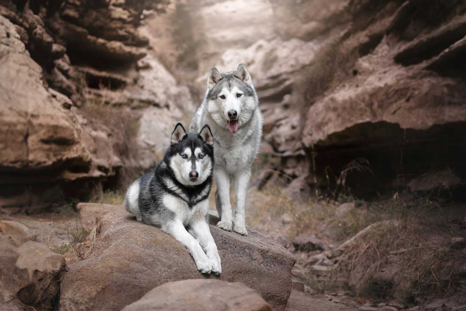 fotografía animal en Almería
