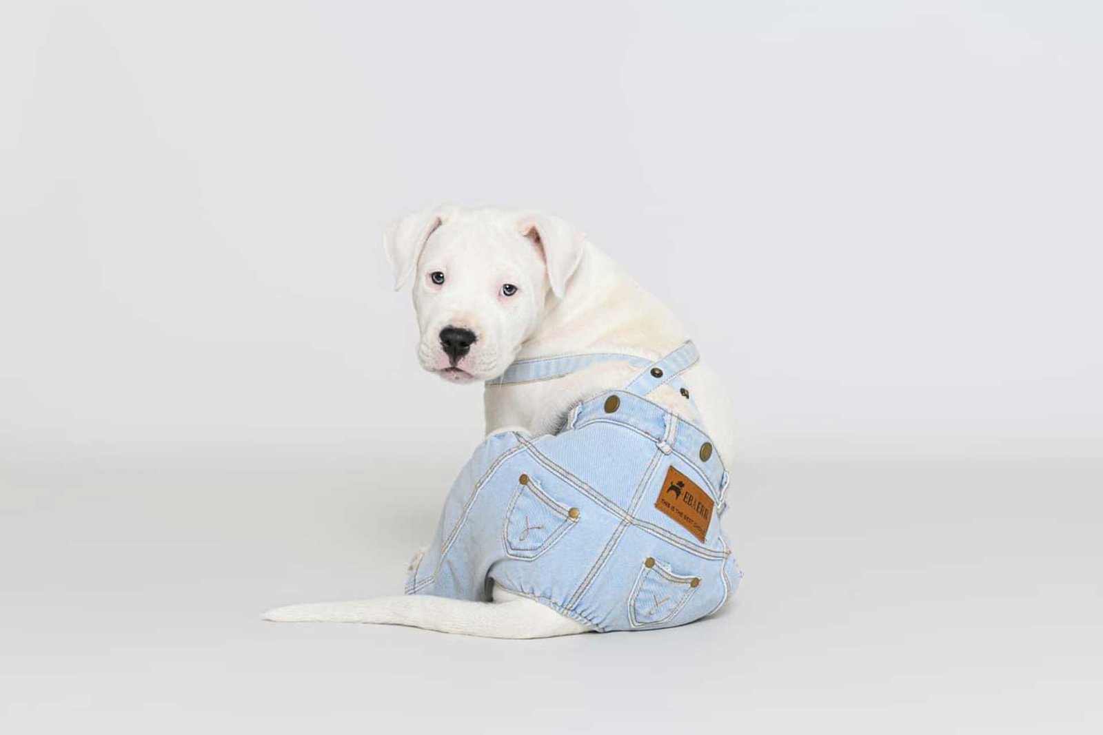 Nordico Fotograf&iacute;a animal en Almer&iacute;a