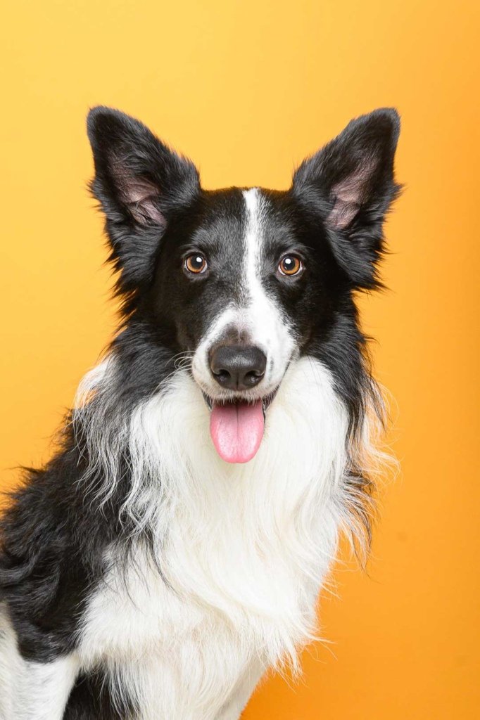 Nordico Fotograf&iacute;a animal en Almer&iacute;a