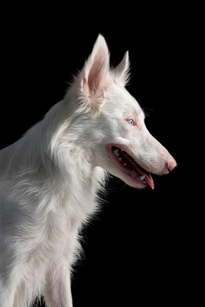 Nordico Fotograf&iacute;a animal en Almer&iacute;a