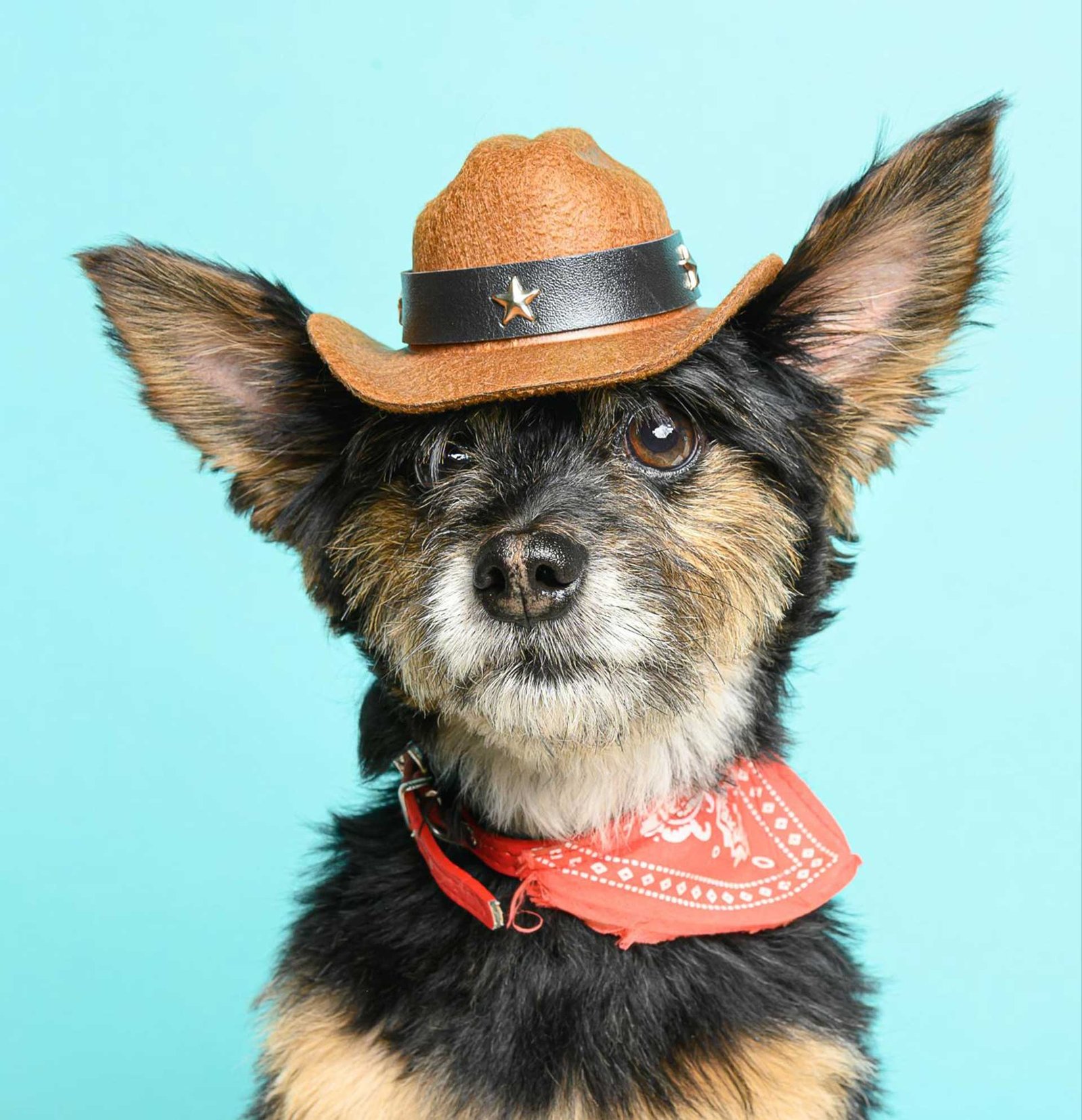 Nordico Fotograf&iacute;a animal en Almer&iacute;a