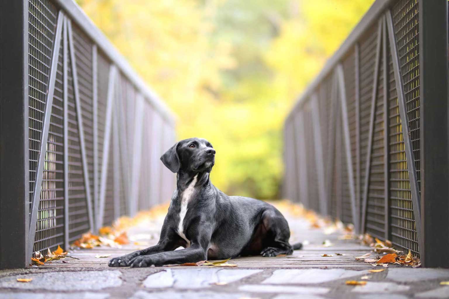fotograf&iacute;a animal en Almer&iacute;a
