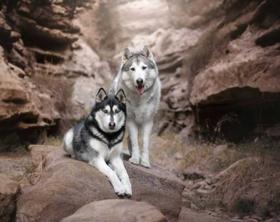 fotografía animal en Almería