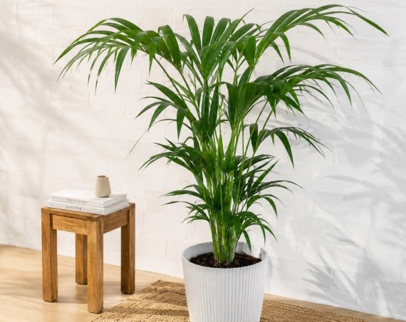 Kentia de CoolGreen