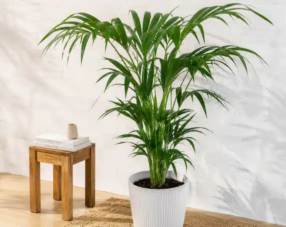 Kentia de CoolGreen